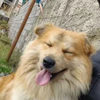 سگ خاص|سگ|بندر انزلی, پردیس|دیوار