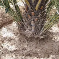پاجوش نخل گنتار و خنیزی (دیمیت نخل خرما)