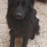 ماده بلک ژرمن موبلند حرفهای