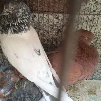 یه جفت کفتر مایه با ۲تا جوجه،،مقطوع