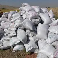 گندم بذری خارجی|خدمات باغبانی و درختکاری|کرمانشاه, |دیوار