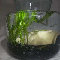 تنگ با ماهی و گیاه