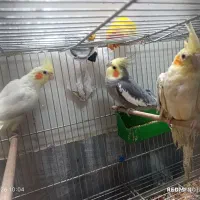 عروس هلندی طوطی