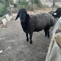فروش گوسفند پروار