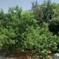 خانه روستایی متراژ بالا