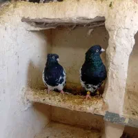 فروش کبوتر|پرنده|چناران, |دیوار