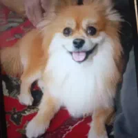 یه سک نژاد دار برای جفت گیری