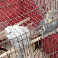 یک جفت عروس|پرنده|اردکان, |دیوار