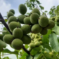 ۶ هکتار باغ گردو محصور سند دار