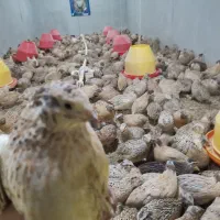 مرجع تخصصی تولید جوجه بلدرچین