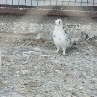 بلژیکی نر|پرنده|قم, شهر قائم|دیوار