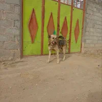 سگ نر|سگ|اهر, |دیوار