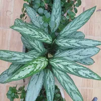 آگلونما بزرگ