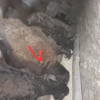 میش جوان شازند