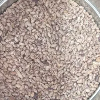 لوبیا چیتی اعلا و باکیفیت