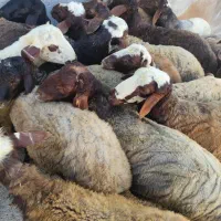 گوسفند نر دو دندان شک