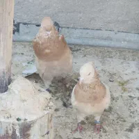 کبوتر تیر ماهی