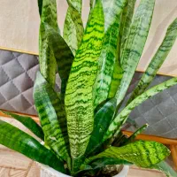 گل شمشیری|گل و گیاه طبیعی|تالش, هشتپر|دیوار