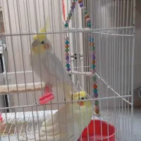 عروس هلندی جفت|پرنده|رشتخوار, |دیوار