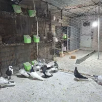 کفتر بهبونی جوجه شیش دنگ|پرنده|مرودشت, دولت آباد|دیوار