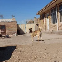 حیوانات|سگ|ایواوغلی, |دیوار