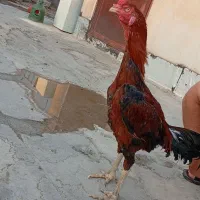 خروس لاری|حیوانات مزرعه|سرپل ذهاب, |دیوار