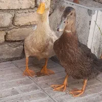 اردک