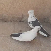 دم سیاه  سینه سیاه
