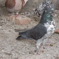 سینه سفید ذات قدیم