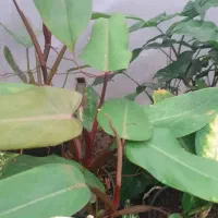 گل های زیبا|گل و گیاه طبیعی|آستارا, |دیوار