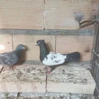 کبوتر رنگه|پرنده|مشهد, دانشجو|دیوار