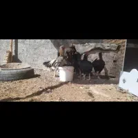 تخم مرغ نطفه دار لاری|حیوانات مزرعه|حمیدیا, |دیوار