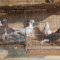 طوقی و سوسکی و سفید