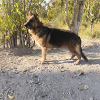 سگ ژرمن بلک و ژرمن شپرد