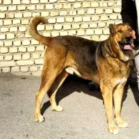 واگذاری سگ پژدر