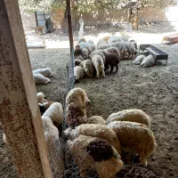 گوشت بره پرواری کیلویی ۶۰۰۰۰۰ تومان