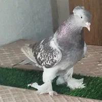 کبوتر ترکیه
