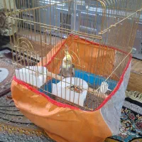 عروس هلندی دستی|پرنده|شیراز, کوشک میدان|دیوار