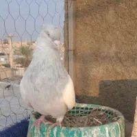 اشعل.کله ای.سینه ای|پرنده|اهواز, زیباشهر|دیوار