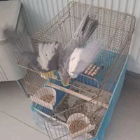 عروس هلندی با قفس|پرنده|شیراز, شهرک فرزانگان|دیوار