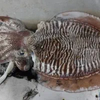 ماهی رنگی