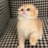 گربه اصیل اسکاتیش دبل فولدny12|گربه|اصفهان, مرداویج|دیوار