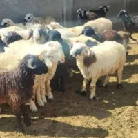 گوسفند زنده کهره و بره تک فروشی به قیمت عمده