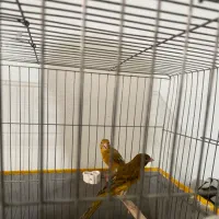 جفت قناری سوخته سرخ