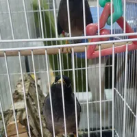 مرغ مینا سخنگو