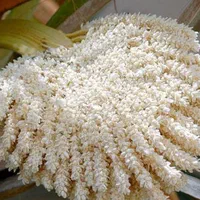 گرده نخل نر خرما ، معجزه طبیعت|خوردنی و آشامیدنی|تهران, توحید|دیوار