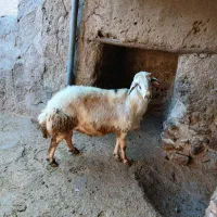 قوچ سالم سرحال