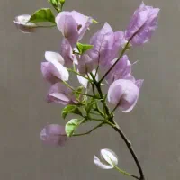 قلمه و گلدانی گل کاغذی