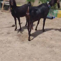 دوراس شاه‌ بز پاکستانی خوشگل جوون