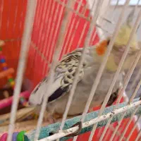 معاوضه با جوجه عروس هلندی نر گلباقالی